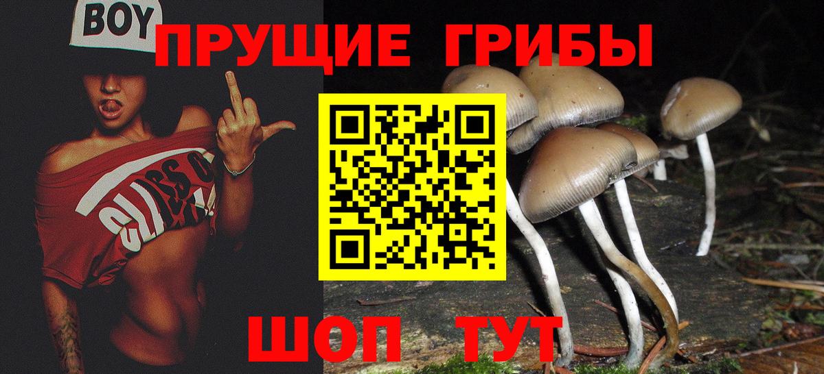 Псилоцибиновые грибы Psilocybine cubensis  Электросталь 